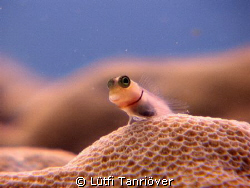 Bleny from Thailand...It was about 1.5 cm long..... by Lütfi Tanrıöver 